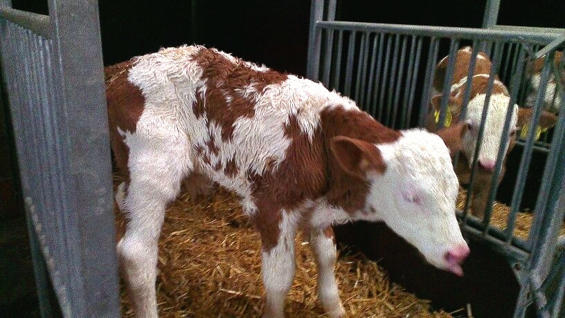 Das Christkindl aus Unterglaim