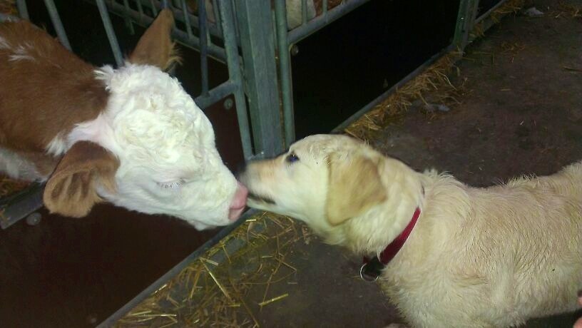 Tierische Zuneigung in der heiligen Nacht